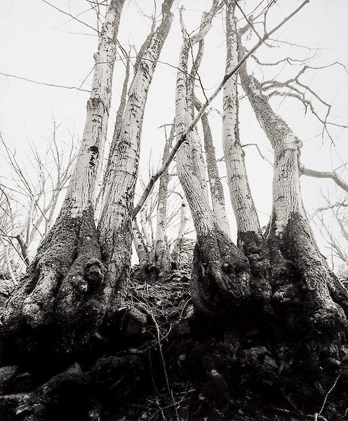 Hartmannswillerkopf #38