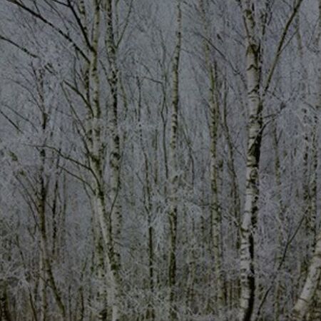  # 3662, 2011 aus der Serie WALD, Landschaften der Erinnerung © Michael Lange