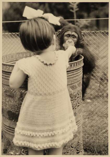 Schwarz-weiß Foto. Ein kleines Mädchen mit Kleid und Schleife im Haar hält einem Schimpansen etwas zu Essen hin.