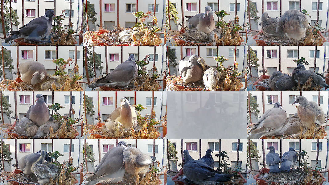 Screenshots einer GoPro-Aufnahme von brütenden Tauben auf einer Fensterbank.