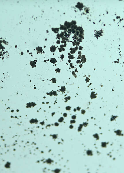 Close-Up einer Art Schimmel, die sich auf Papier ausbreitet.