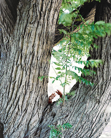  Songs Of Sanity Caroline Brünen