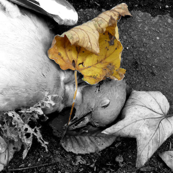 Dietmar Paetzold, rigor mortis, Fotografie, 40x40 cm, 2024, copyright Dietmar Paetzold