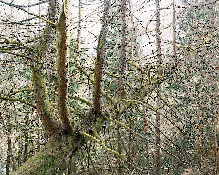 aus der Serie „Collapsing Stars“