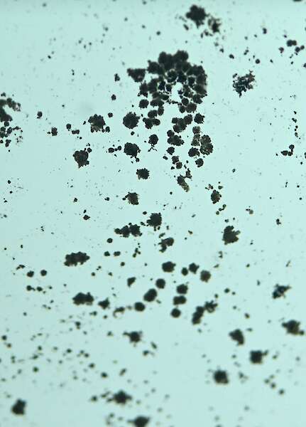 Close-Up einer Art Schimmel, die sich auf Papier ausbreitet.