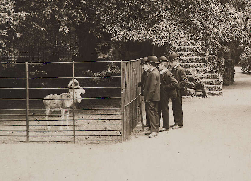 Eduard Holzermann, Köln Riehl Zool. Garten - Steinbock und junge Männer, 1907, Kölnisches Stadtmuseum, Graphische Sammlung