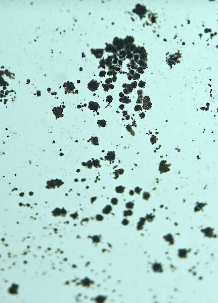 Pauline Hafsia M’barek, Ohne Titel (Feinstaub), 2024